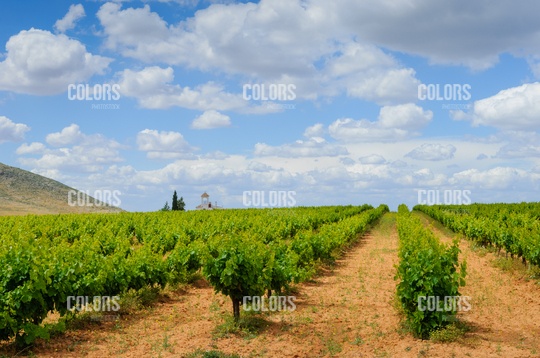 Vineyards in Alameda