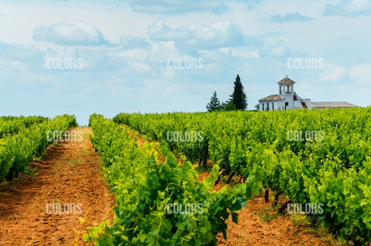Vineyards in Alameda
